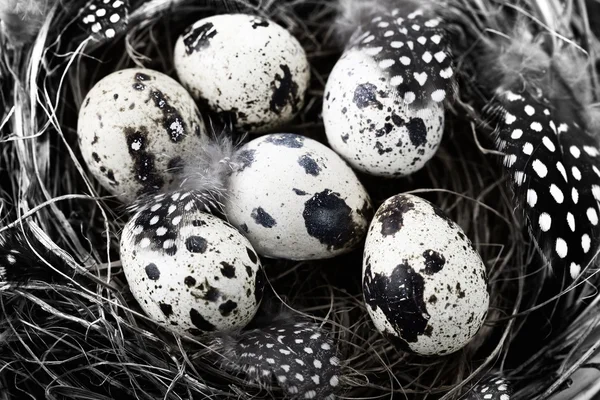 燕窝与鸡蛋 复活节组成 — 图库照片