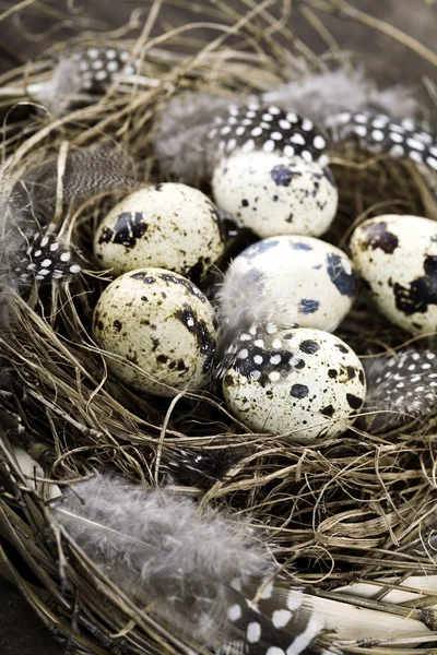 Las Aves Anidan Con Huevos Composición Pascua —  Fotos de Stock