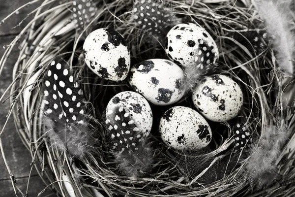 燕窝与鸡蛋 (复活节组成) — 图库照片