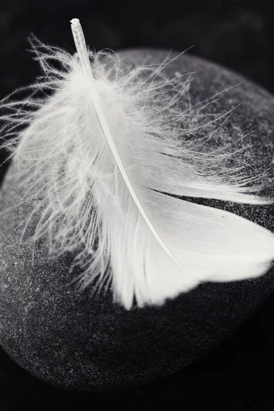 Beyaz tüy — Stok fotoğraf