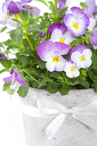 Viola çiçekler — Stok fotoğraf
