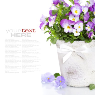 Viola flowers clipart