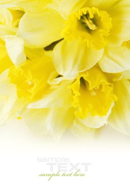 A bunch of daffodils clipart