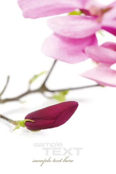 Цветы магнолии — стоковое фото