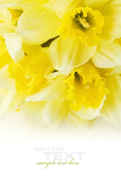 Ett gäng påskliljor — Stockfoto