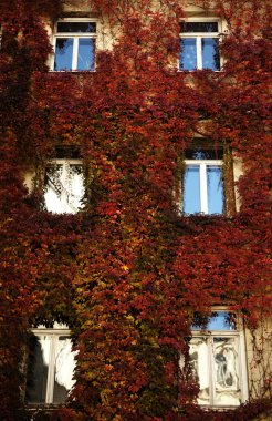 Victorian building facade covered with red ivy clipart