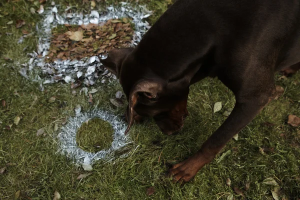 Зеленый травяной фон и собака породы Mastiff — стоковое фото