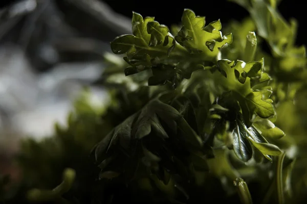 Fresh parsley isolated on black — Stock Photo, Image
