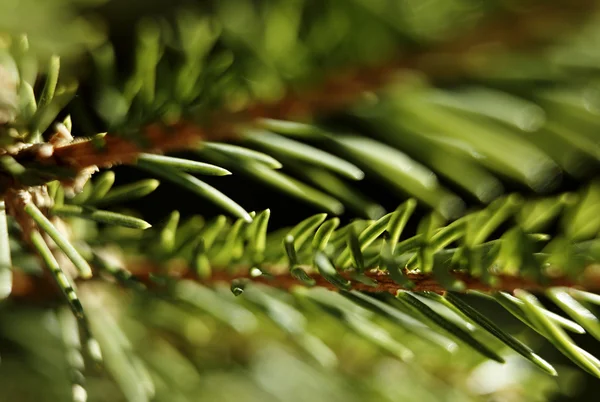 Kürk-ağacın dalları — Stok fotoğraf