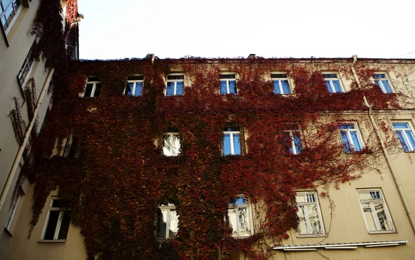 Викторианский фасад здания покрыт красным плющом — стоковое фото