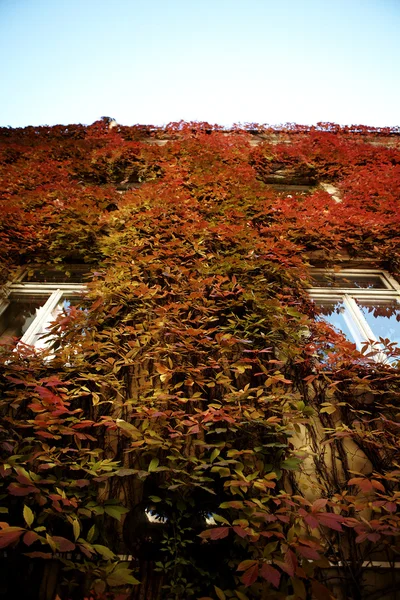 stock image Victorian building facade covered with red ivy