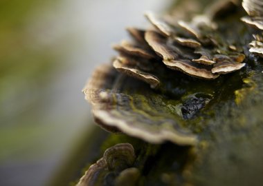 Makro Foto büyüyen bir ormanda mantar
