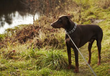 Genç kahverengi doberman