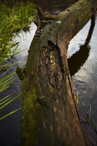 Un accroc mort au bord d'un lac — Photo