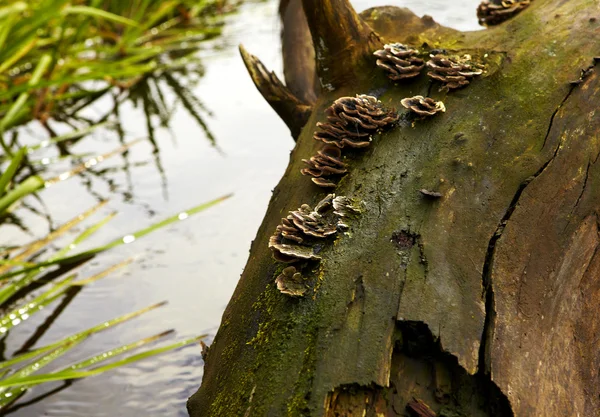 Makró fotó gombák felnövés-ban erdő — Stock Fotó