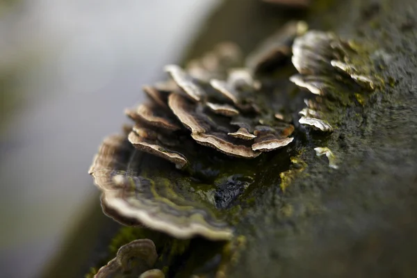 Macro photo of mushrooms growing in a forest — Stock Photo, Image