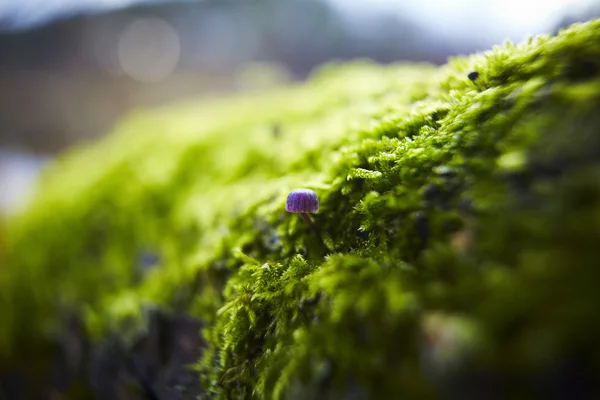 Макрофото грибов, растущих в лесу — стоковое фото