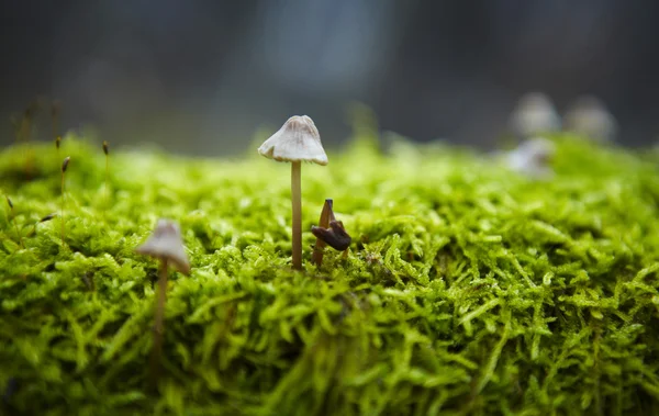 Macro foto di funghi che crescono in una foresta — Foto Stock