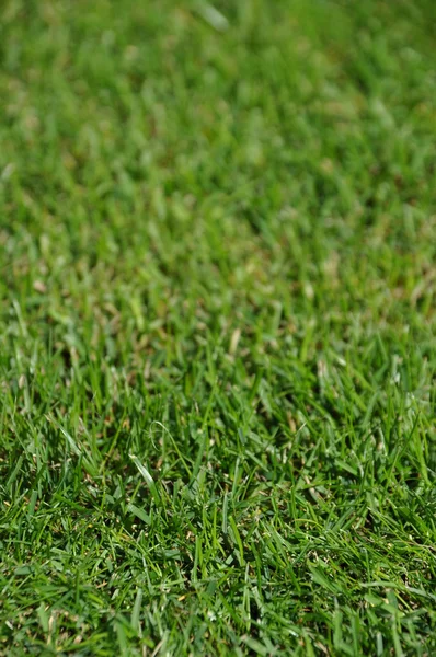 Wunderschönes Grünes Gras Hintergrund Mit Geringer Schärfentiefe — Stockfoto