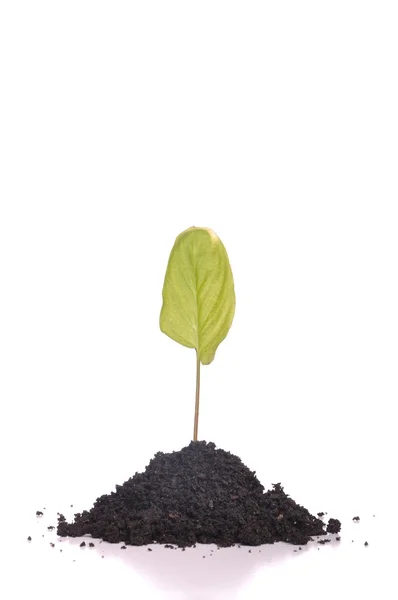 Jonge, groene plant — Stockfoto