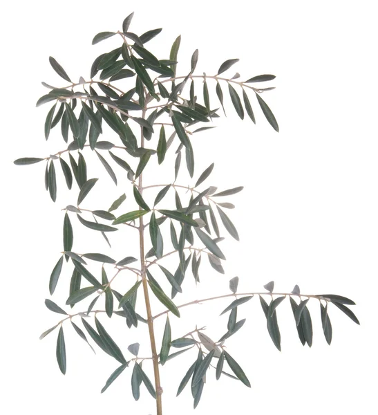 Tak van de olijfboom — Stockfoto