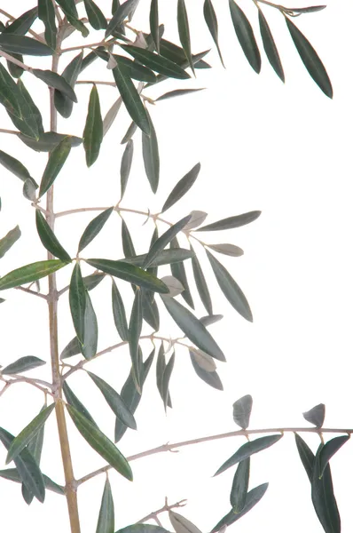 橄榄树分支 — 图库照片