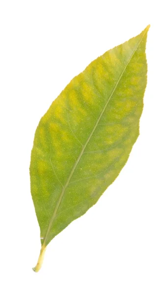 レモンの葉 — ストック写真