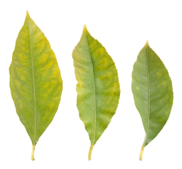 Лимонные листья — стоковое фото