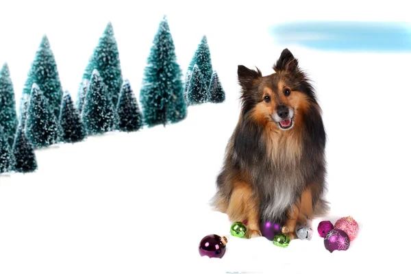 Sheltie Christmas dog in snow — Stock Photo, Image