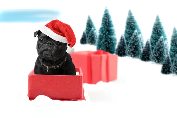 Kerstmis pug aanwezig — Stockfoto