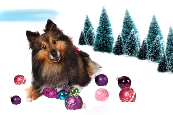 Sheltie perro de Navidad en la nieve —  Fotos de Stock