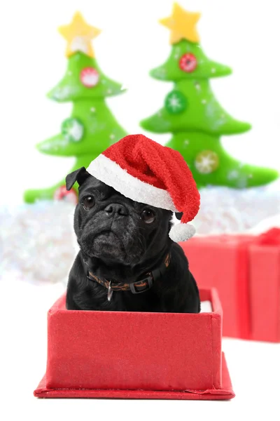 Christmas pug present — Stock Photo, Image