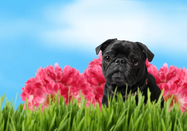 Чорний мопс з барвистою весняною природою — стокове фото