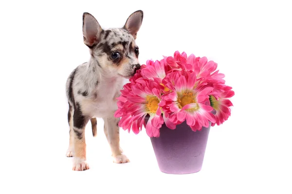 Chihuahua ruiken de bloemen — Stockfoto