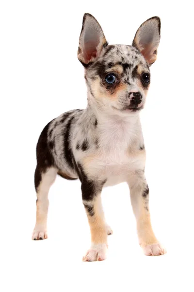 Chihuahua berbintik lucu — Stok Foto