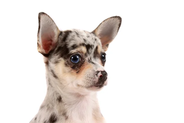 Chihuahua manchado bonito — Fotografia de Stock