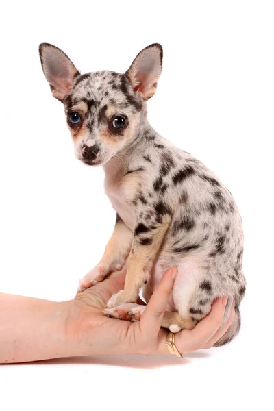 Hand hält gefleckten Chihuahua — Stockfoto
