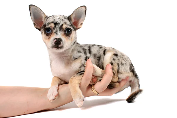 Hand holding spotted chihuahua — Stockfoto