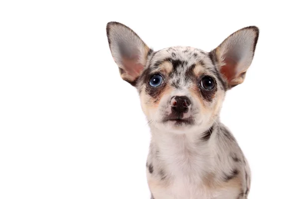 Niedlicher gefleckter Chihuahua — Stockfoto