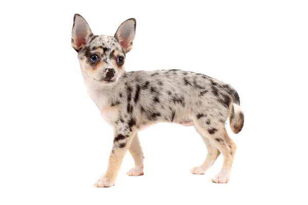 Niedlicher gefleckter Chihuahua — Stockfoto