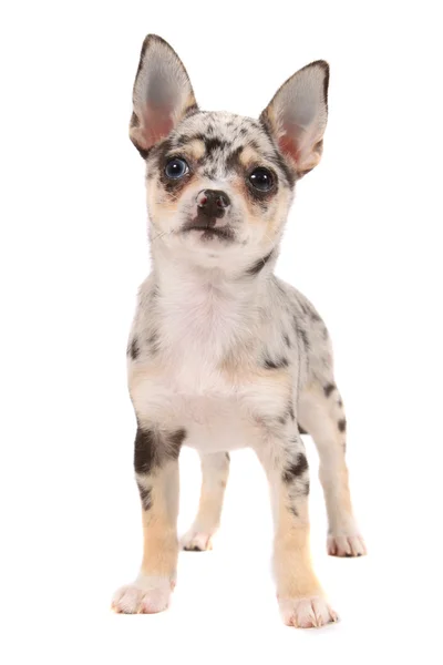 Cute spotted chihuahua — Stock Photo, Image