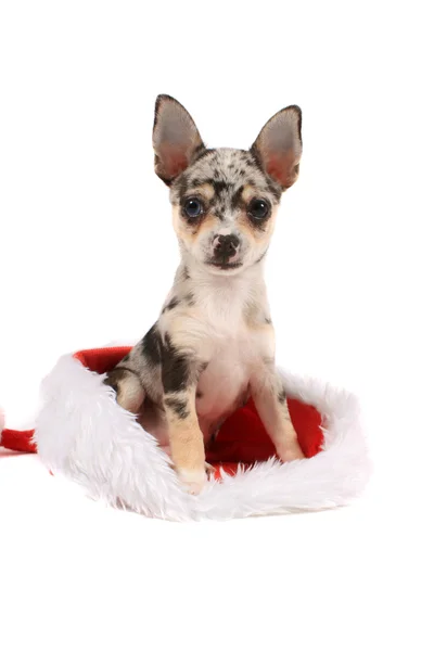 Chihuahua presente de Natal — Fotografia de Stock