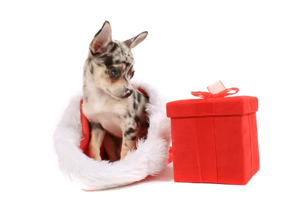Chihuahua Kerstmis — Stockfoto