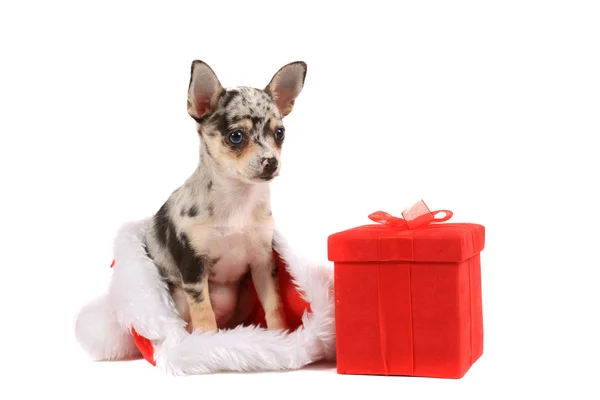 Chihuahua-Weihnachten — Stockfoto