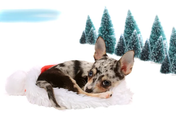 Chihuahua Boże Narodzenie — Zdjęcie stockowe
