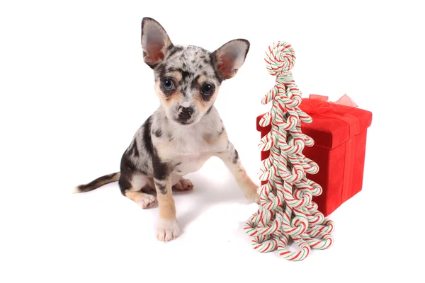Navidad de Chihuahua — Foto de Stock