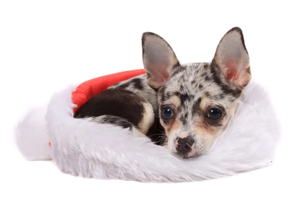 Chihuahua Boże Narodzenie — Zdjęcie stockowe