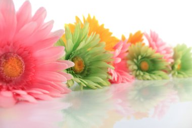 Colorful gerberas clipart