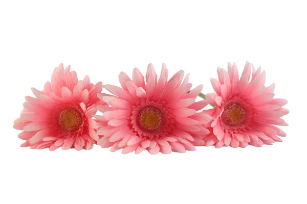 Trzy różowe Gerbera daisies — Zdjęcie stockowe