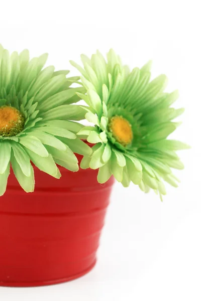 Renkli gerbera daisies — Stok fotoğraf